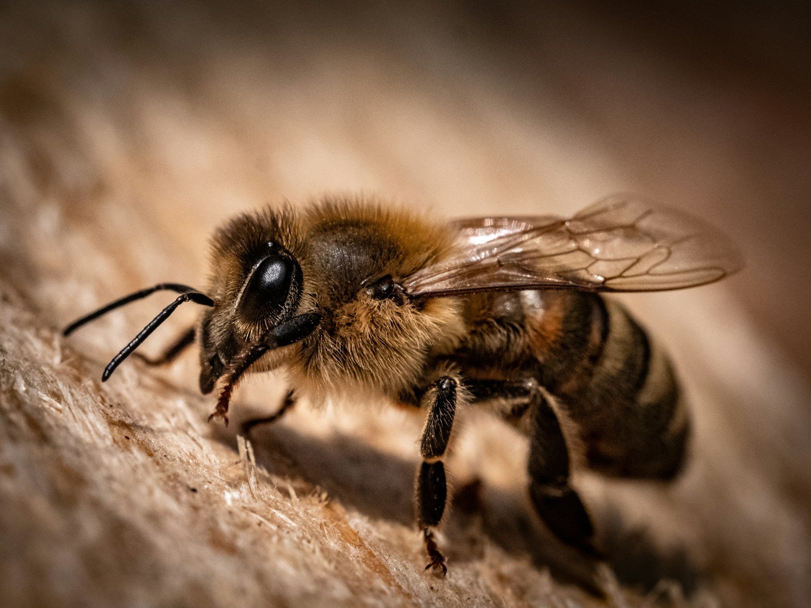 Abeille charpentière butinant près d'un trou creusé dans une poutre