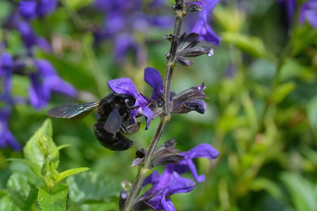 Abeille charpentière butinant une fleur violette au jardin