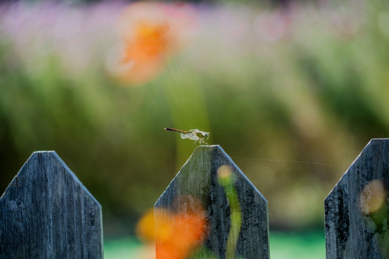 Abeille charpentière en vol stationnaire près d'une clôture en bois