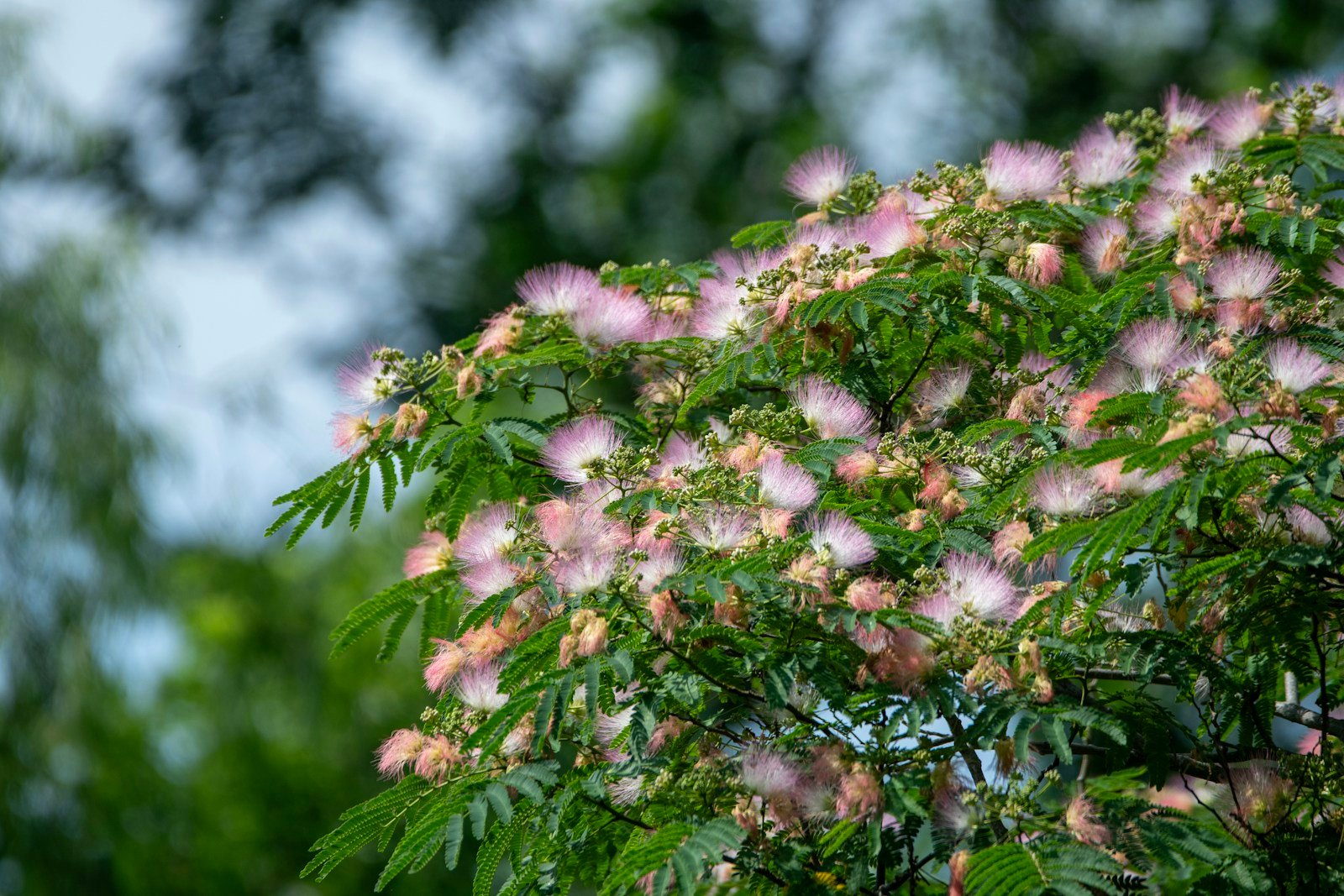 Albizia en fleurs, arbre à soie au feuillage léger
