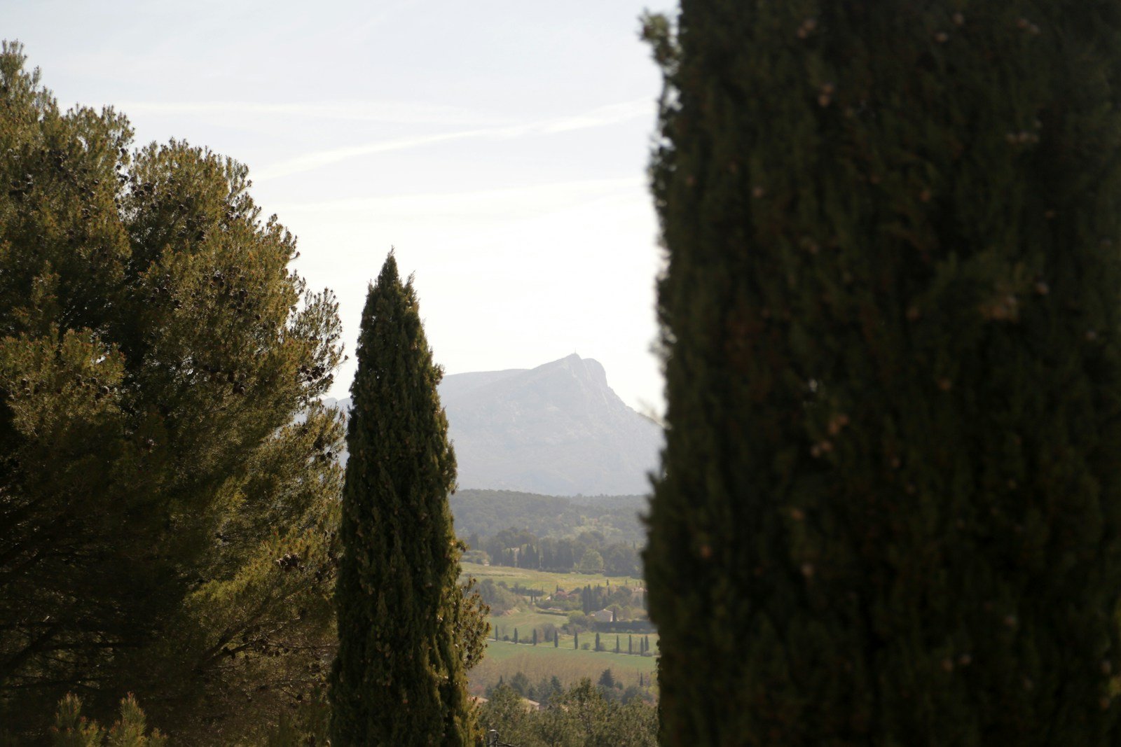 Alignement de cyprès de Provence dans un paysage du Sud