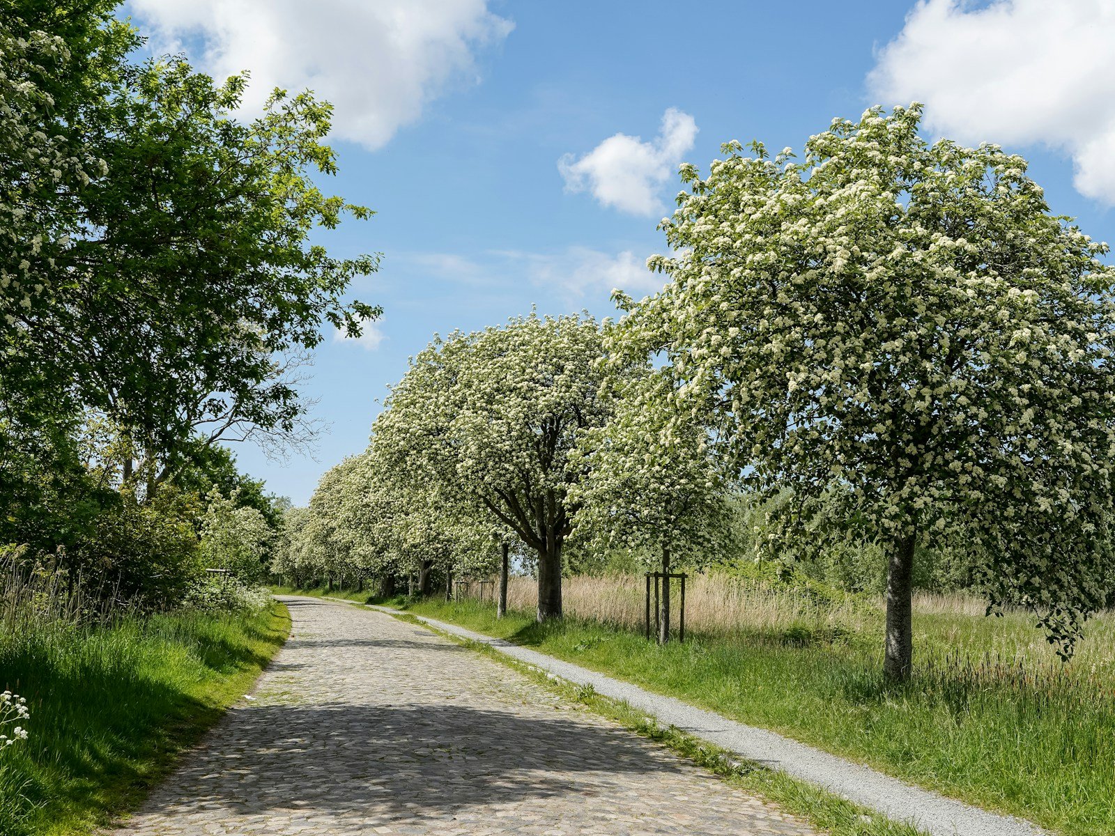 Allée bordée de robiniers faux-acacia en fleurs au printemps