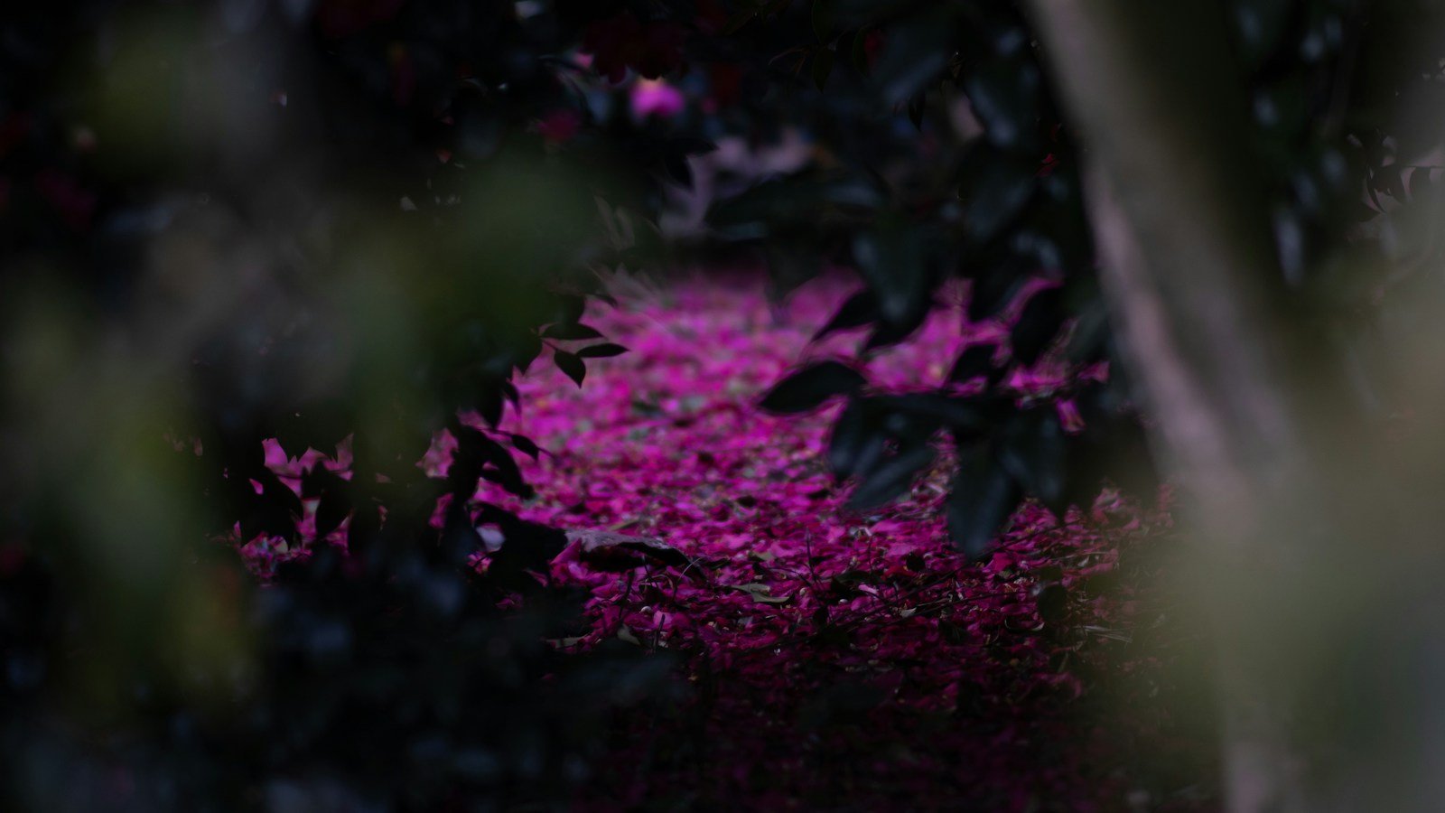 Allée de jardin au petit matin, encore marquée par la nuit