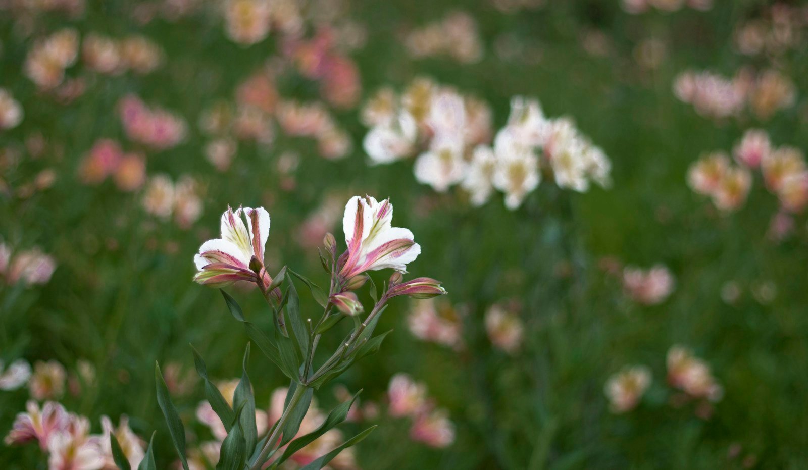 Alstroemerias cultivées en massif au jardin
