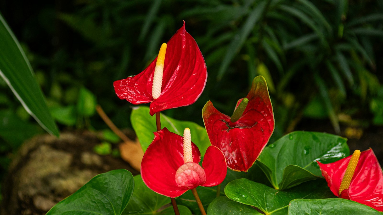 Anthurium dans son environnement tropical d'origine