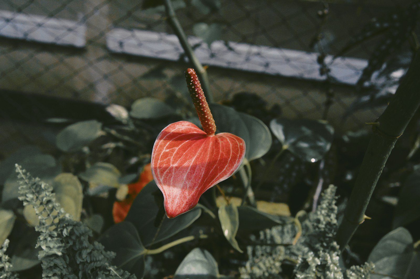 Anthurium installé dans une salle de bain lumineuse et humide