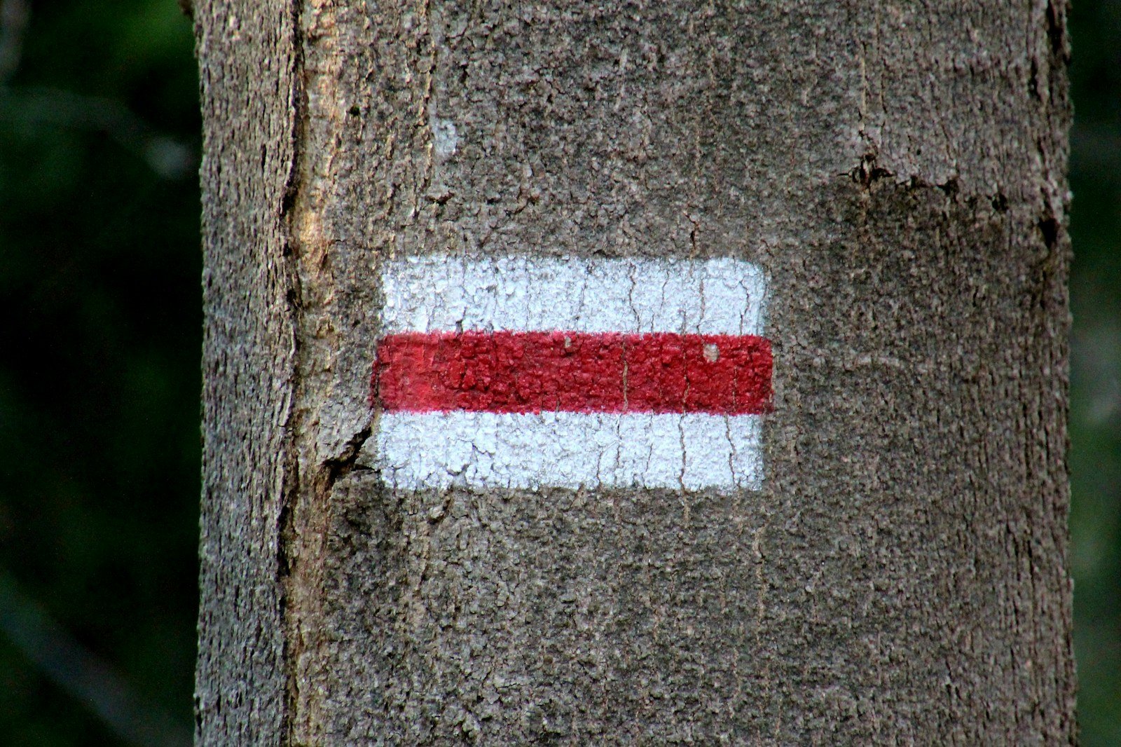 Application au pinceau d'un badigeon de chaux sur le tronc d'un arbre fruitier
