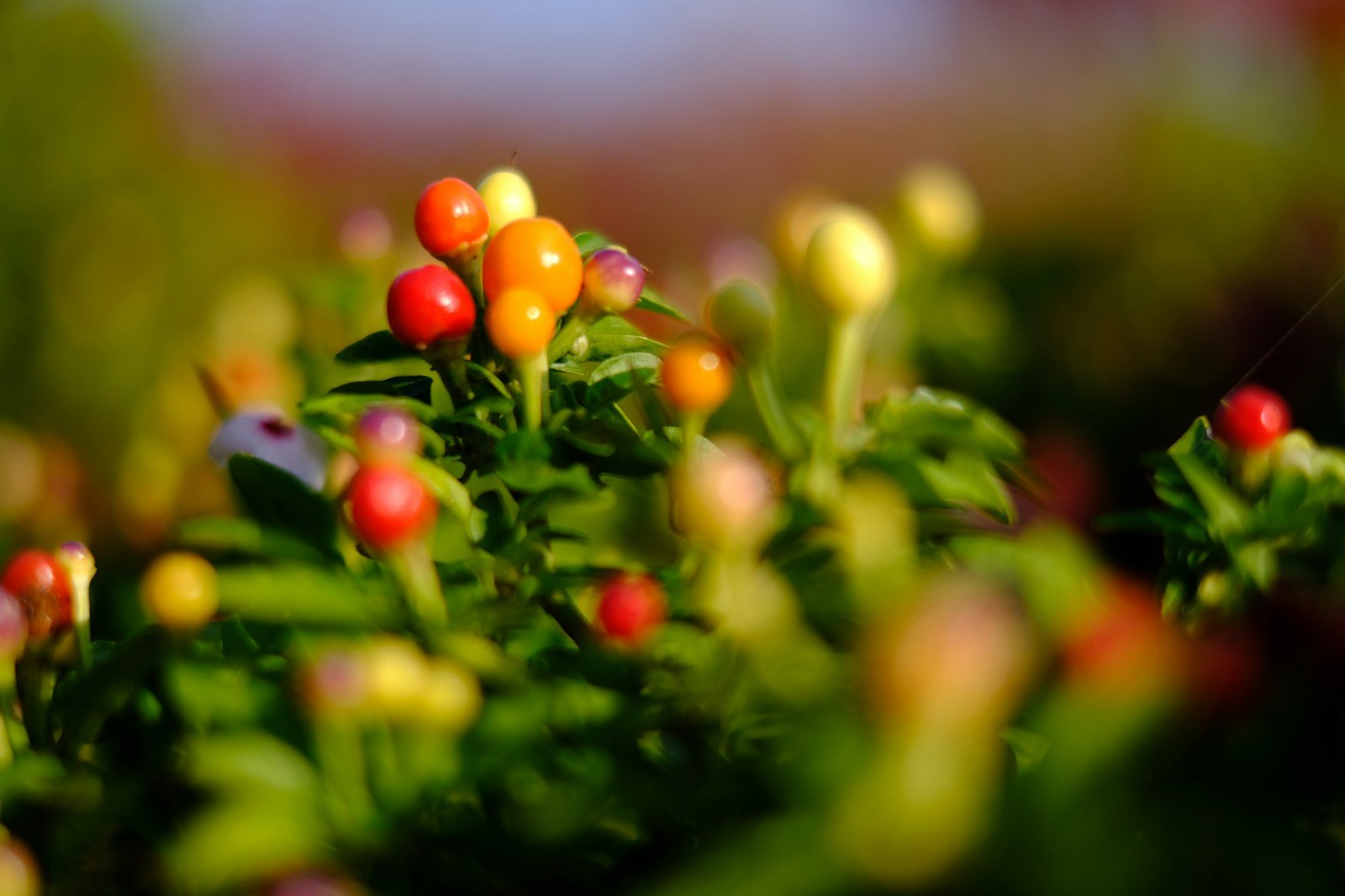 Arbuste d'hypericum couvert de baies colorées