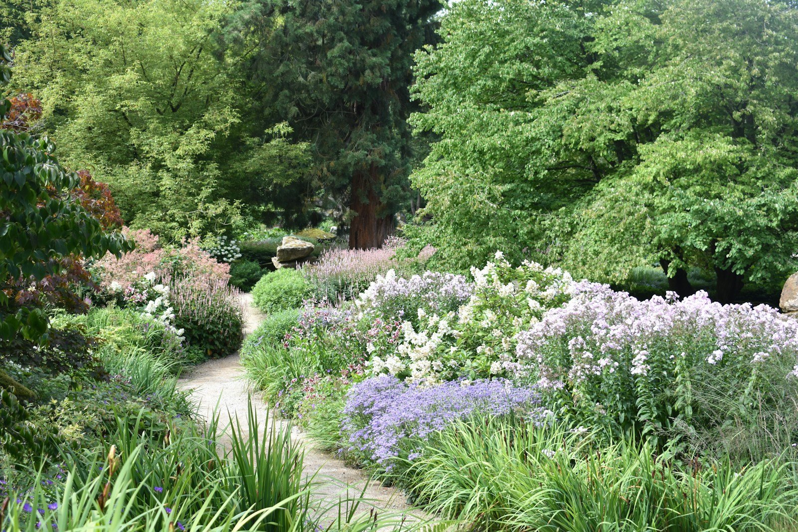 Arbustes compacts bordant une allée de petit jardin