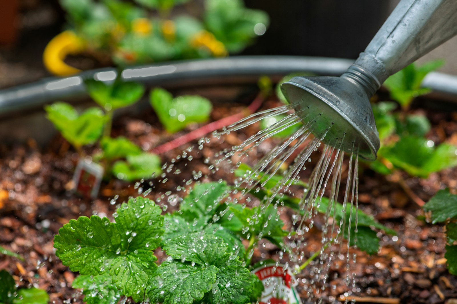 Arrosage d'une plante d'intérieur avec attention au drainage