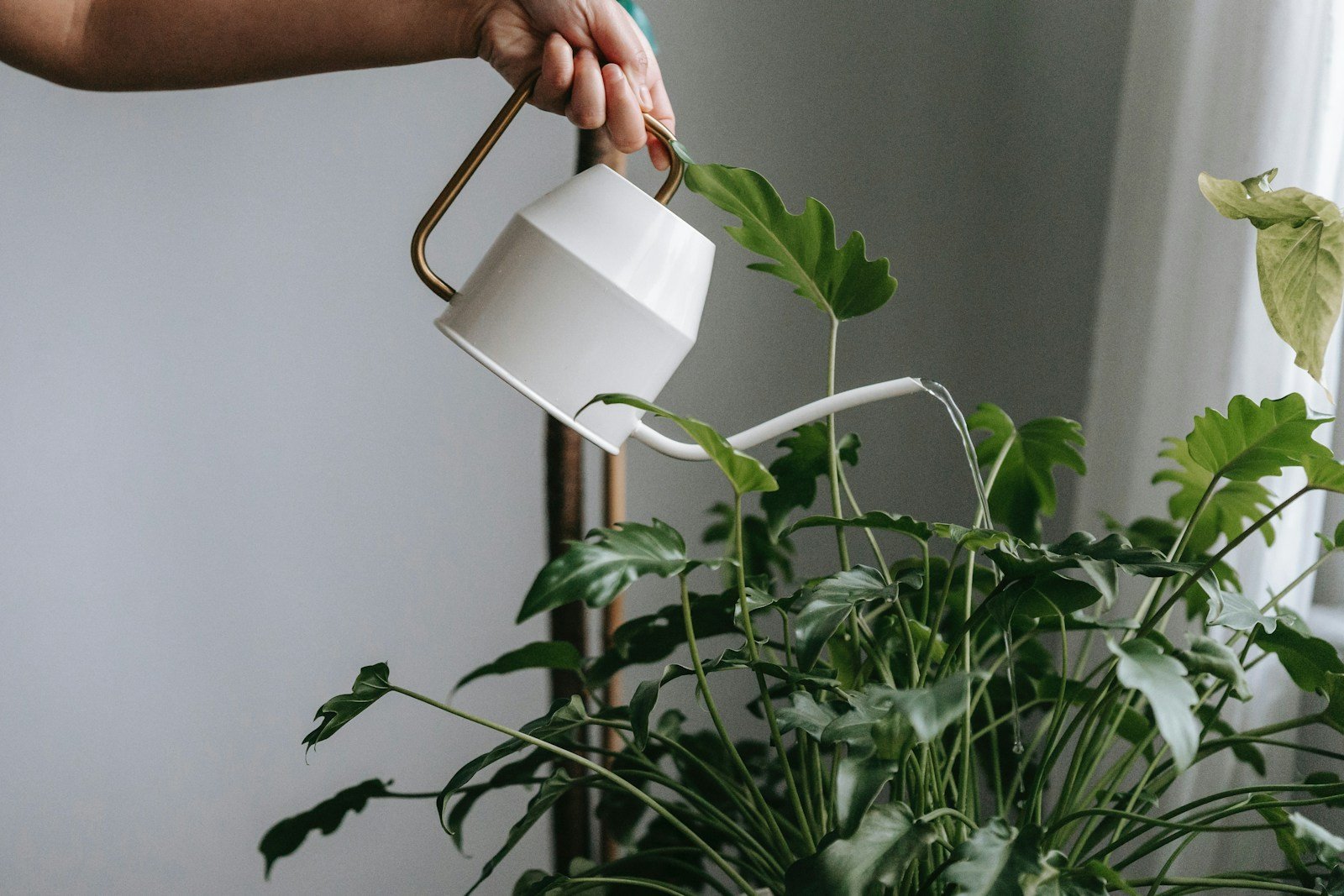 Arrosoir posé près d'une plante en pot en terre cuite