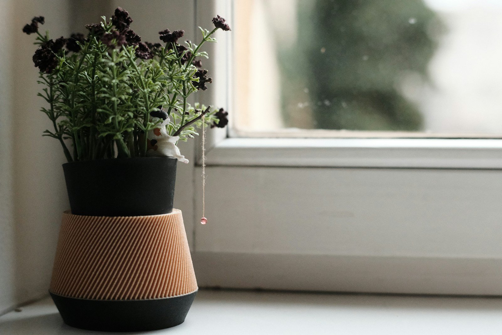 Arrosoir près d'un arum en pot devant une fenêtre