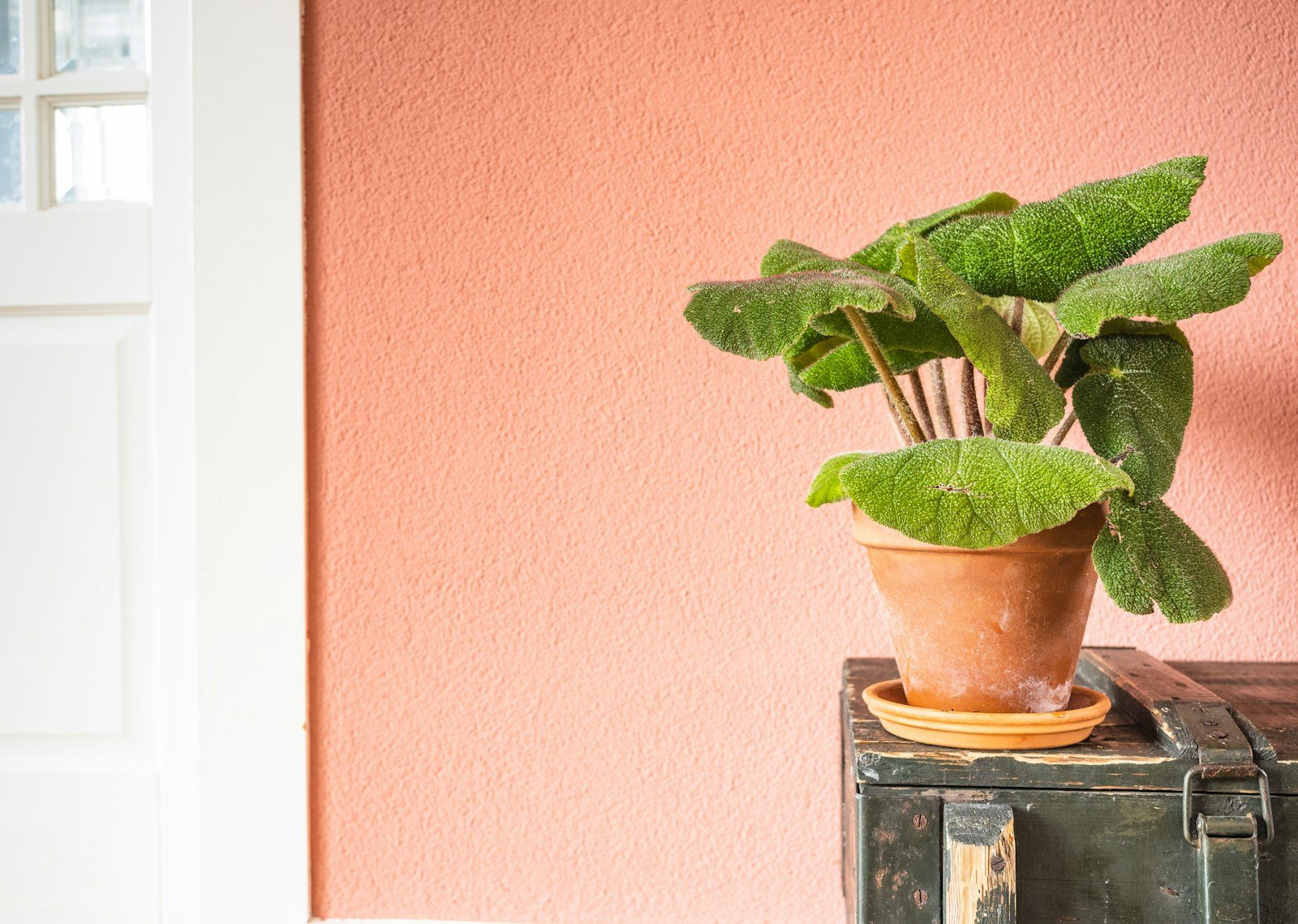 Arum en pot posé sur un rebord de fenêtre lumineux