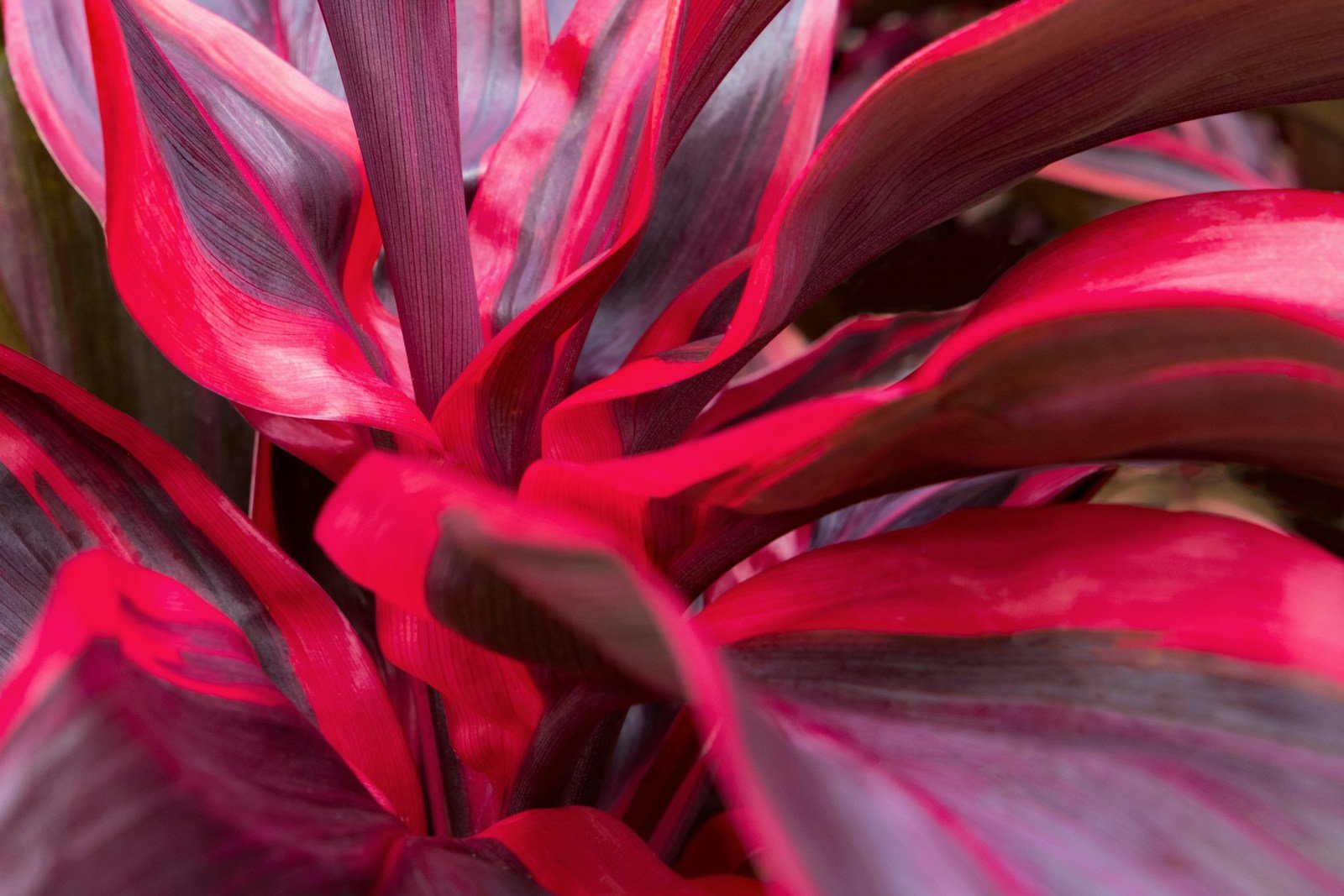 Association de cordylines, cannas et graminées au pied d'un palmier