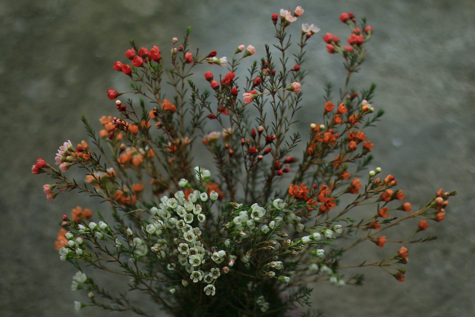 Baies d'hypericum séchées dans une composition d'automne