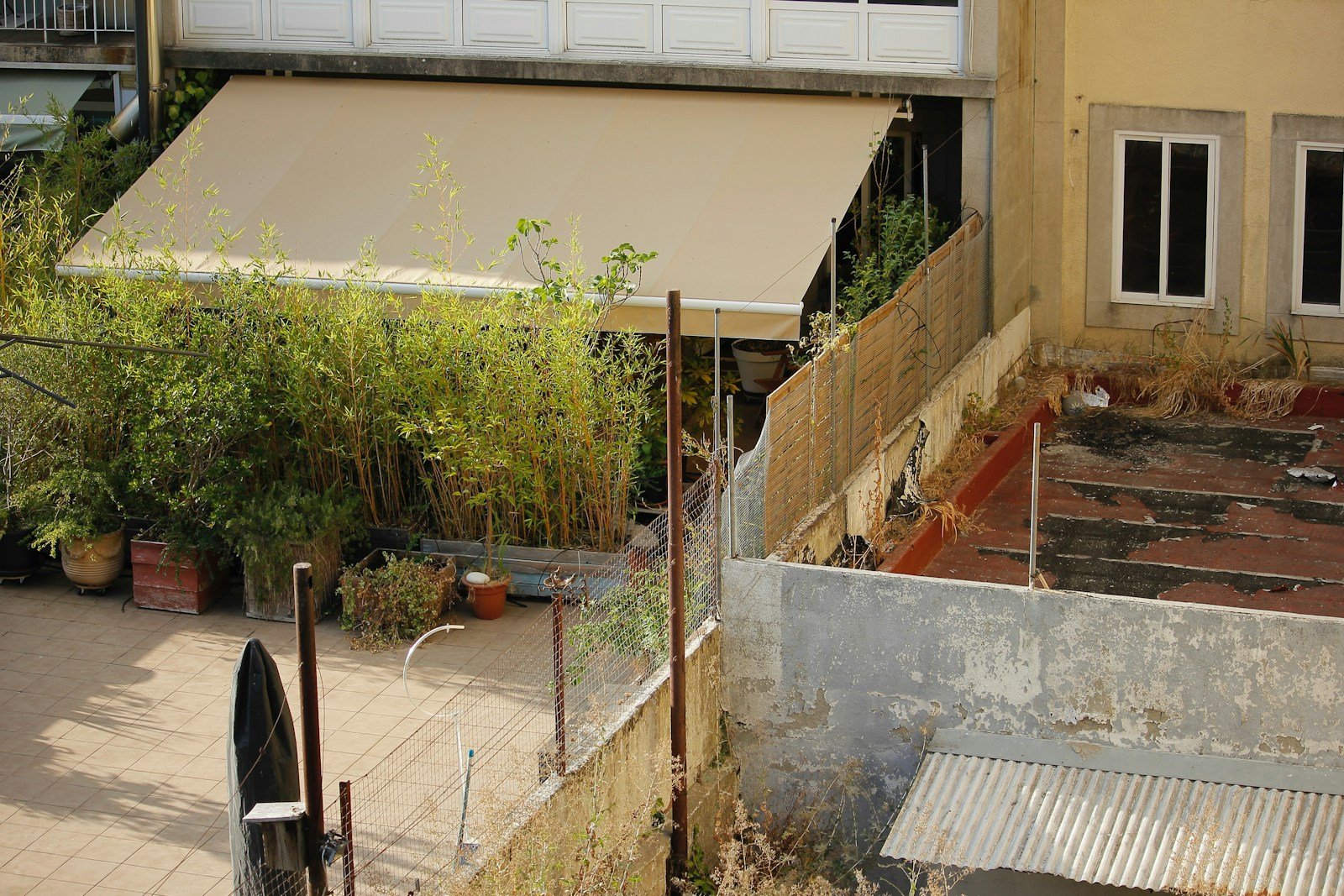 Bambou fargesia cultivé en pot sur une terrasse