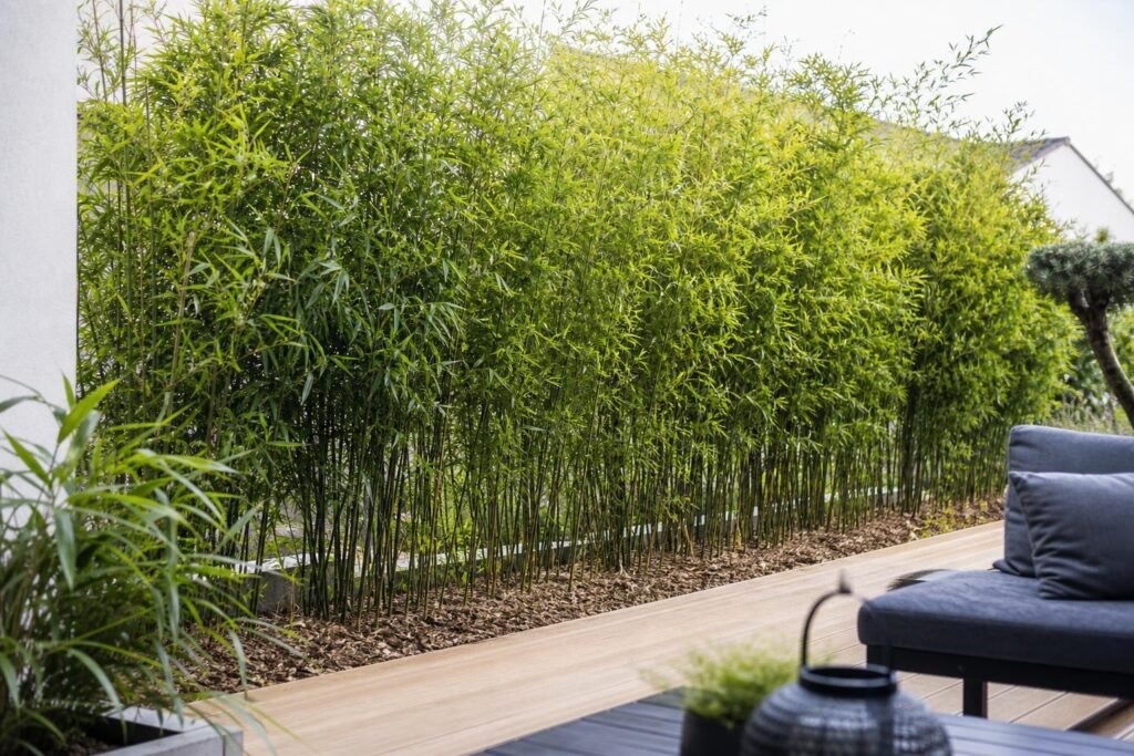 Bambou fargesia non traçant formant une haie brise-vue au jardin