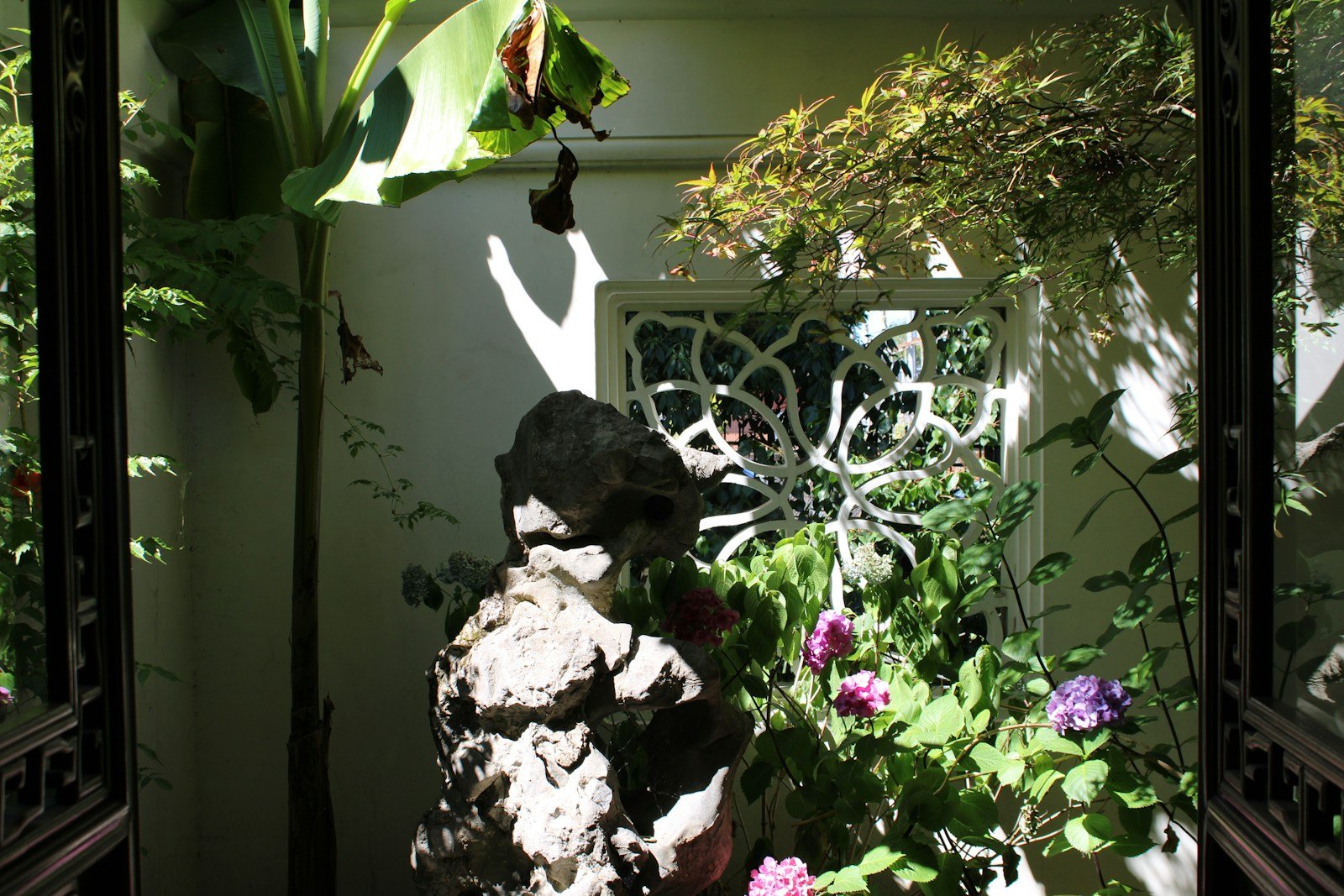 Bananier du Japon Musa basjoo au jardin