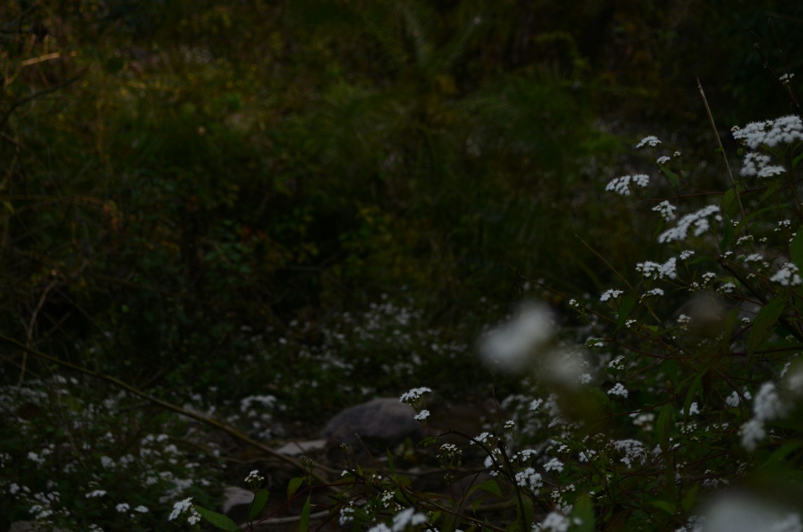 Blaireau dans un jardin à la tombée de la nuit