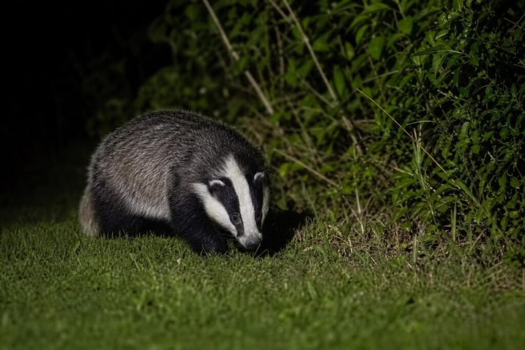 Blaireau européen furetant en lisière de jardin la nuit