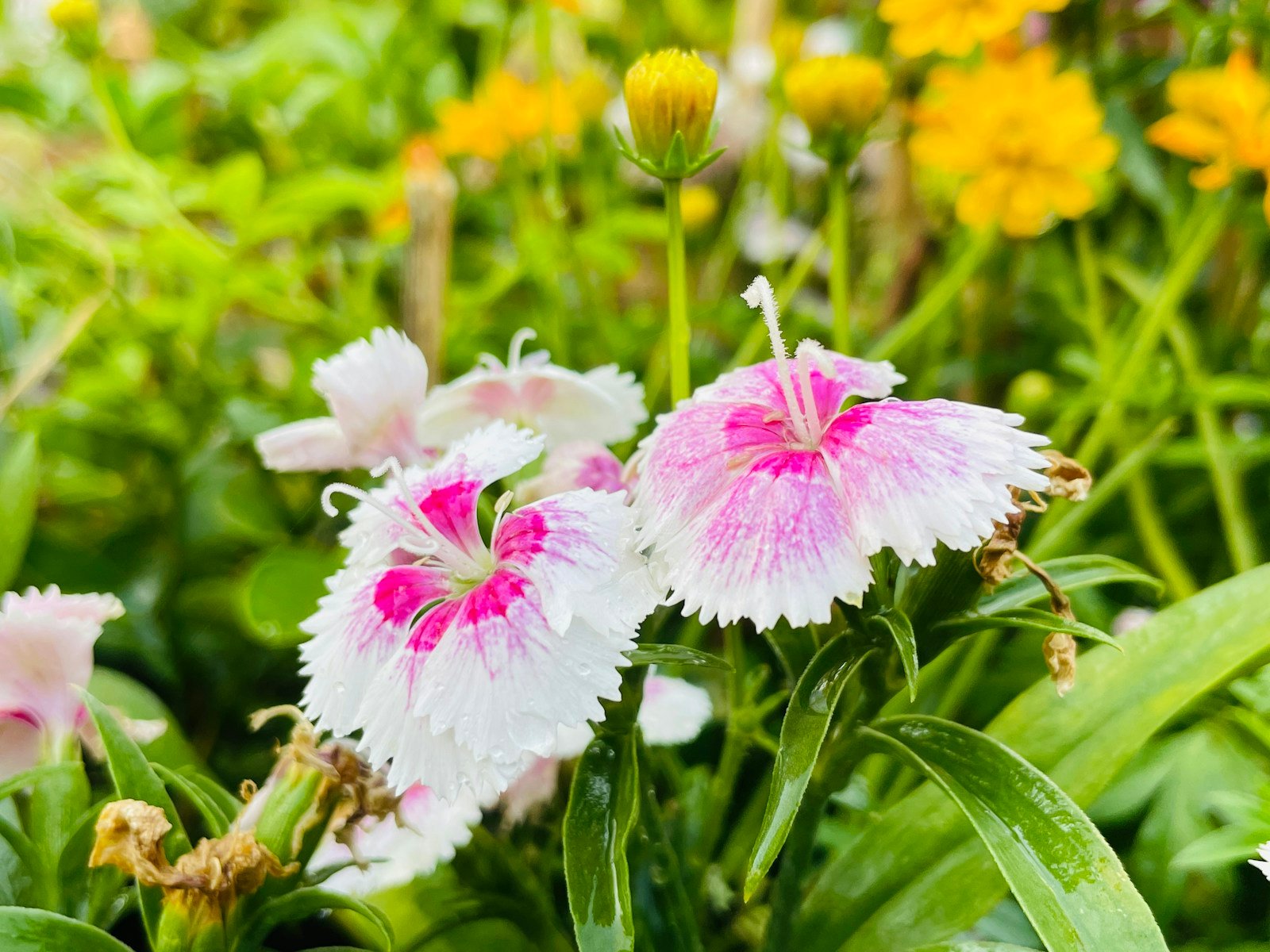 Bordure d'œillets en plein soleil au jardin