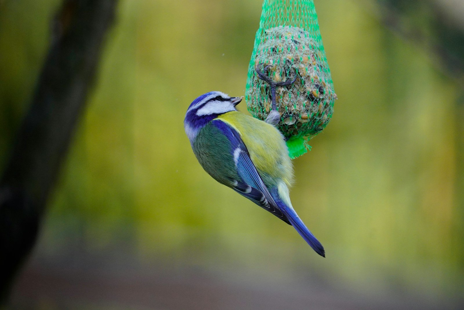 Boule de graisse suspendue pour les oiseaux du jardin