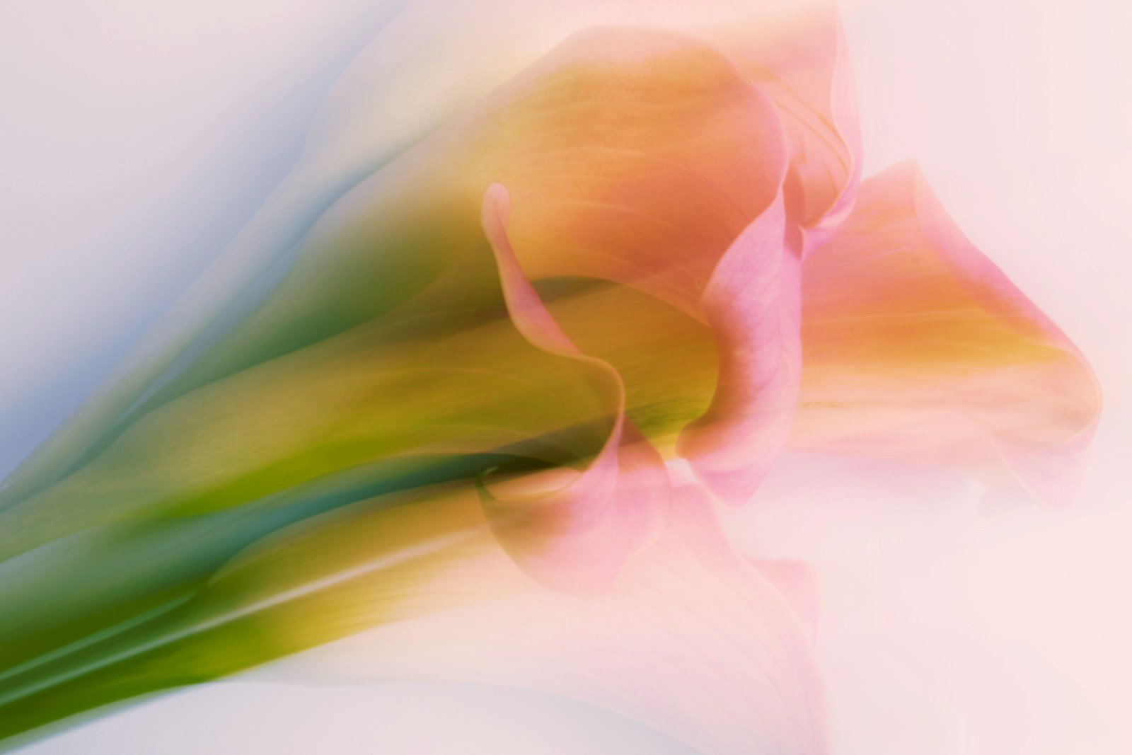 Bouquet d'arums en structure géométrique moderne