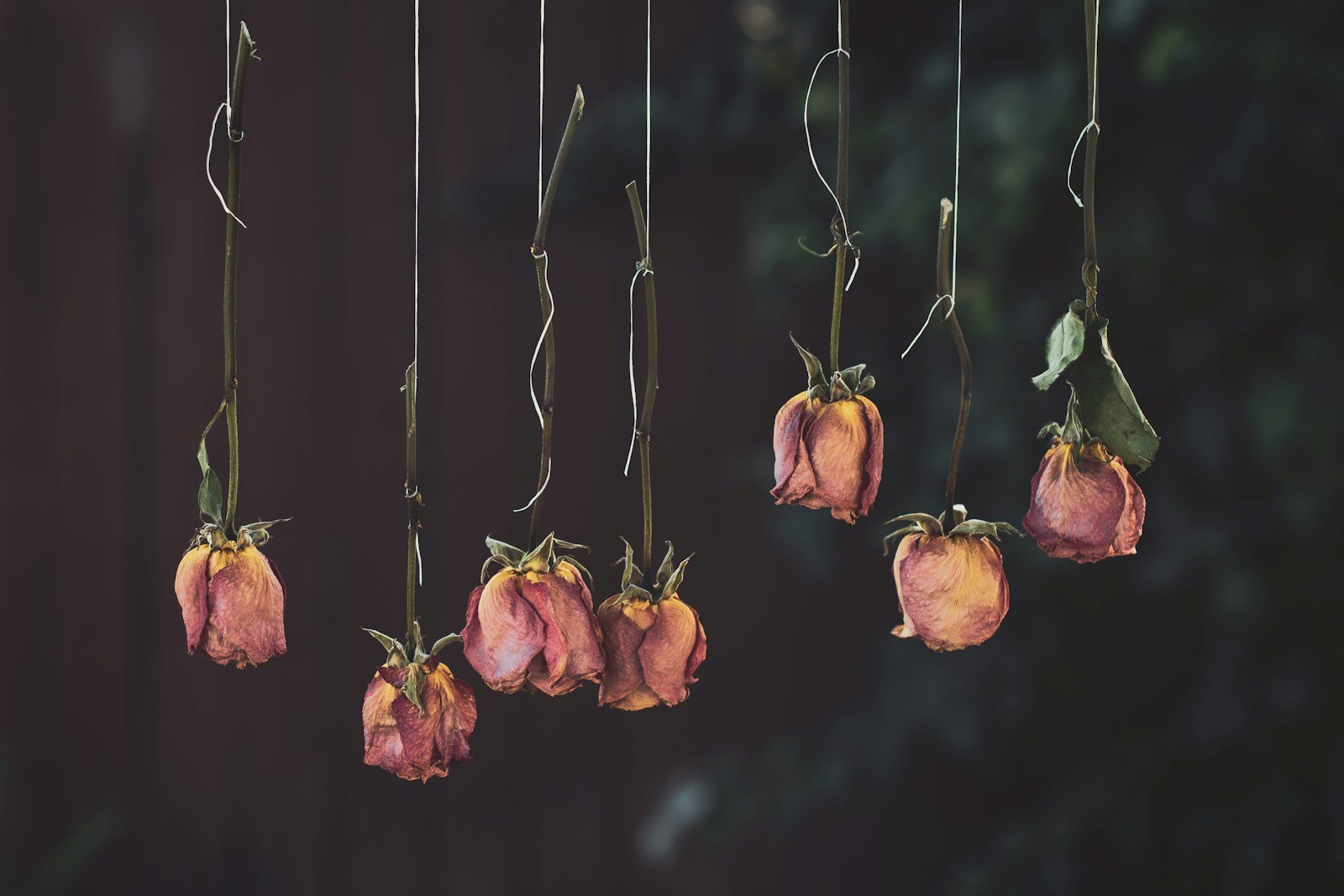 Bouquets de fleurs suspendus tête en bas pour sécher