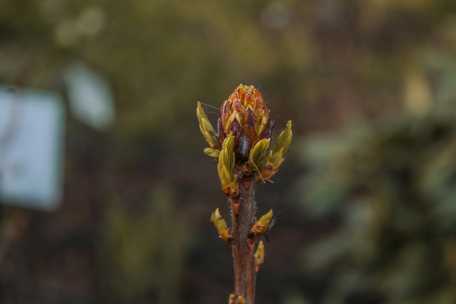 Bourgeon abîmé par une gelée tardive de printemps