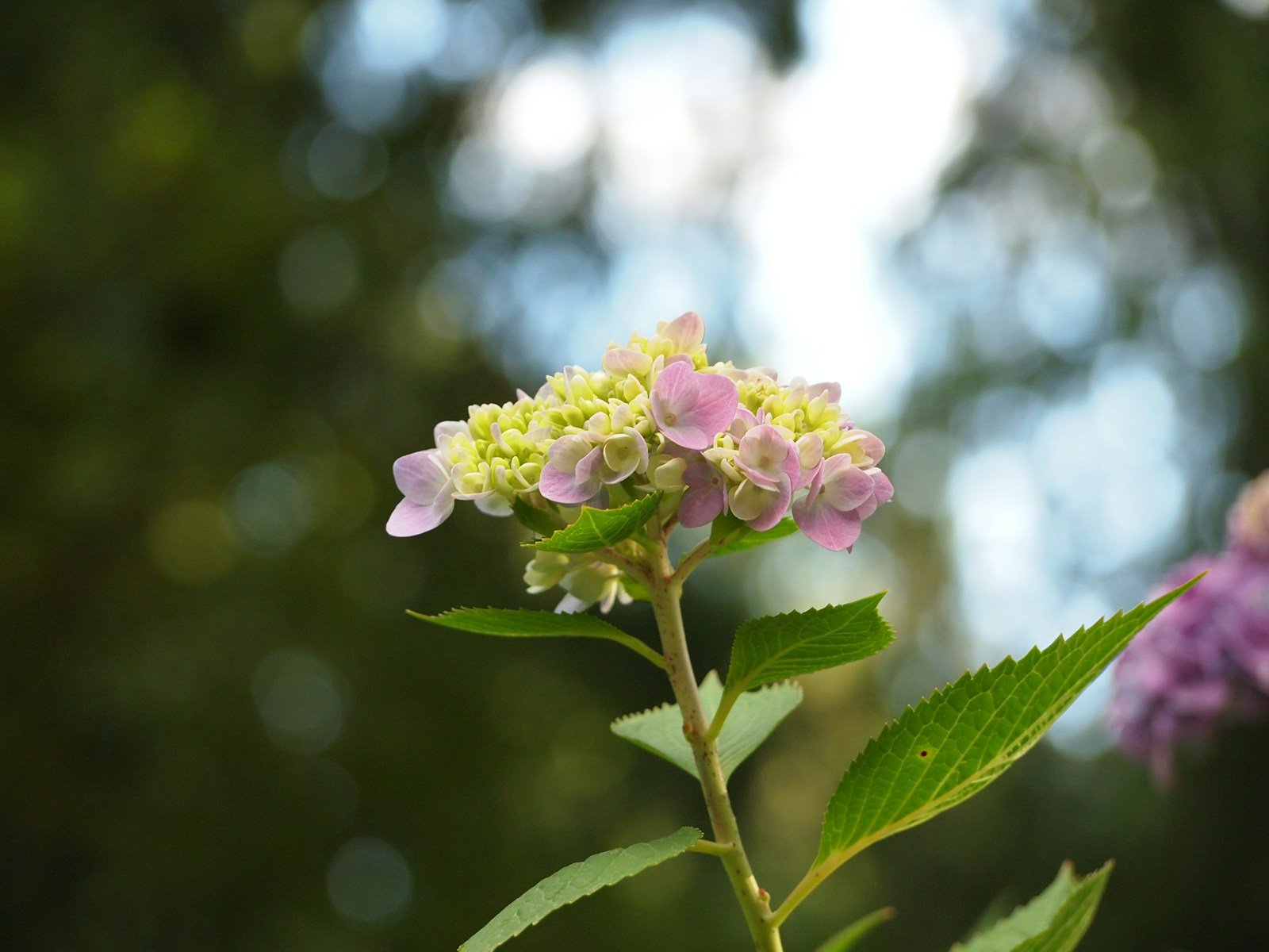 Bourgeons floraux d'hortensia formés sur une tige de l'année précédente