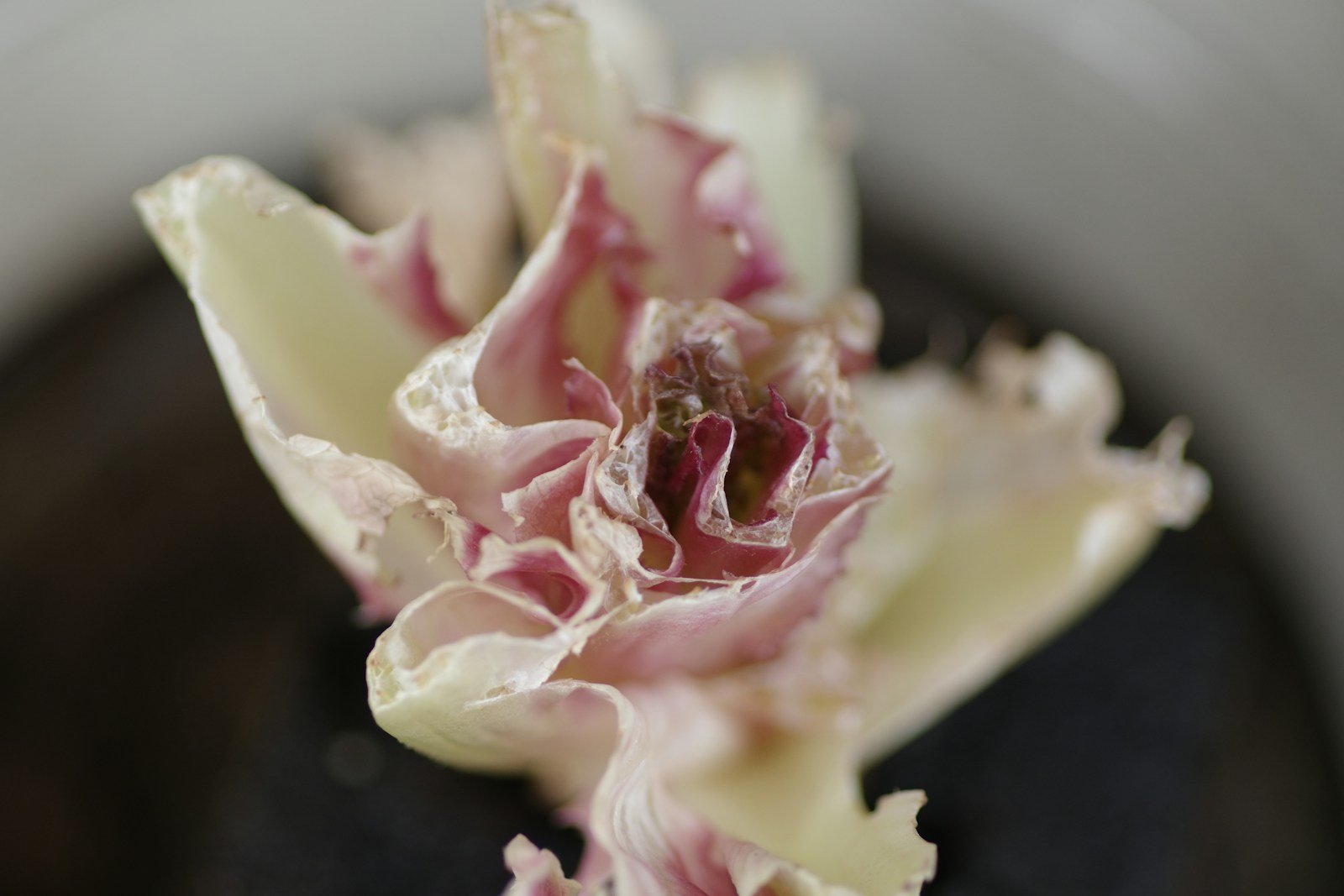 Bouton floral abîmé par une gelée tardive