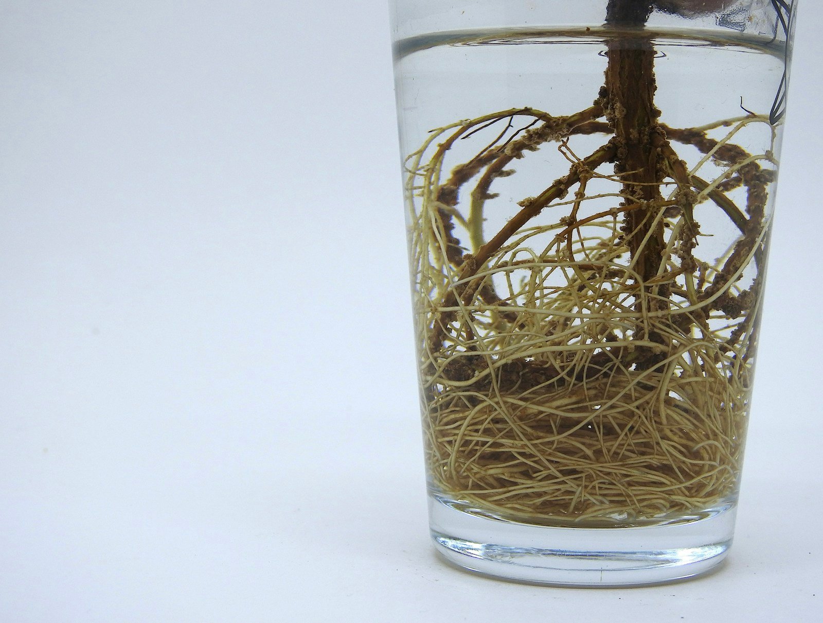 Bouture de monstera adansonii posée dans un verre d'eau