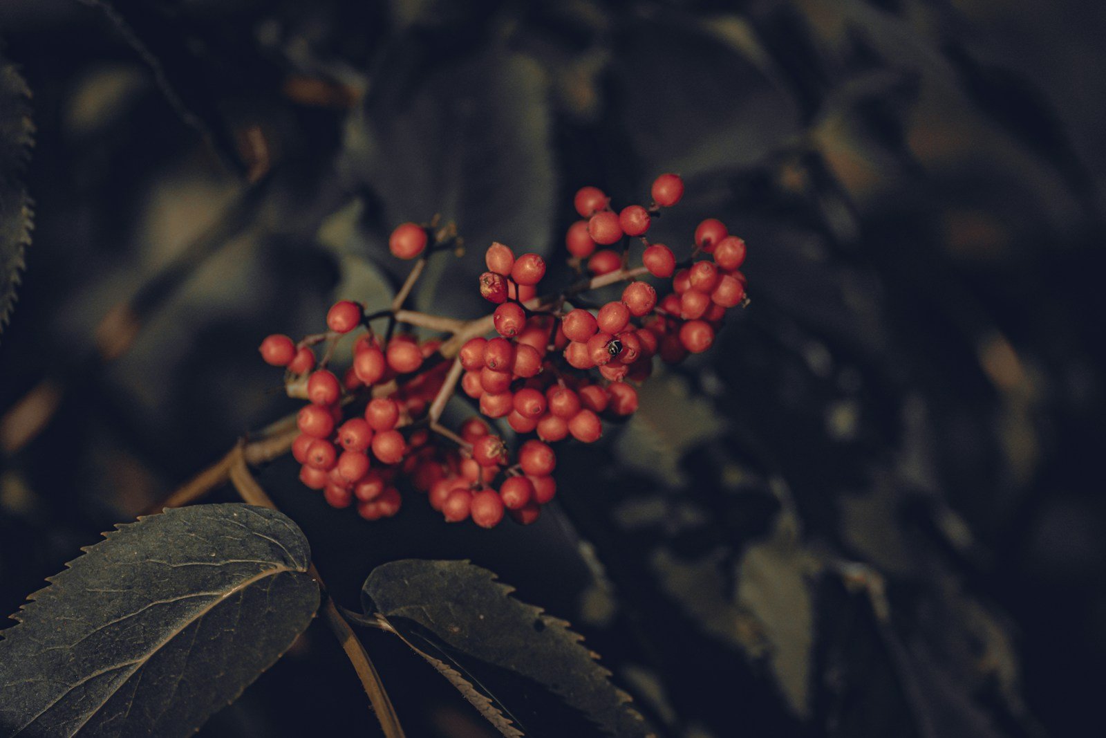 Branche d'hypericum aux baies colorées à l'automne