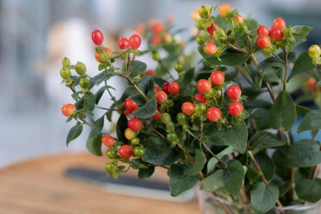 Branche d'hypericum couverte de baies colorées