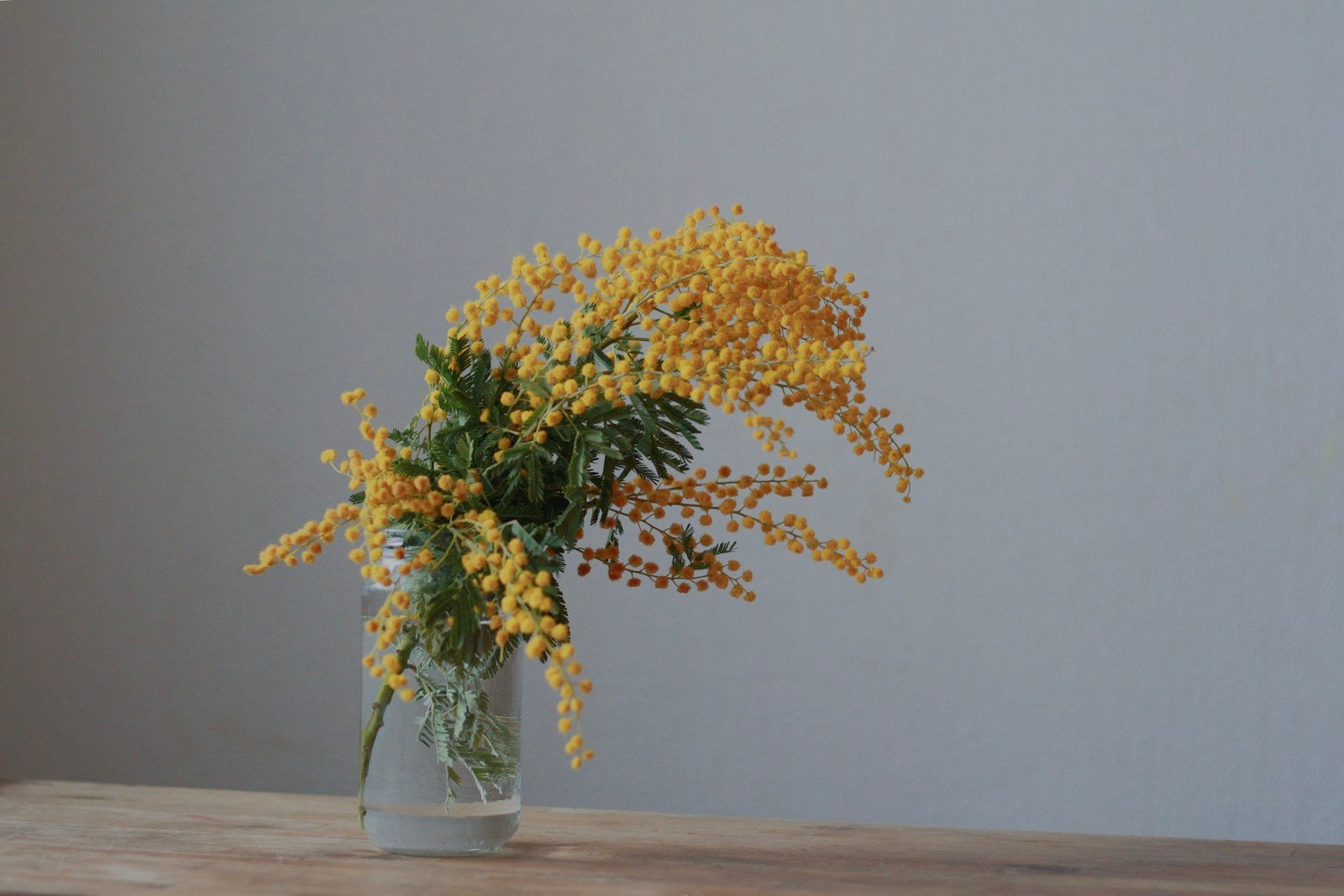 Brins de mimosa disposés dans une petite bouteille