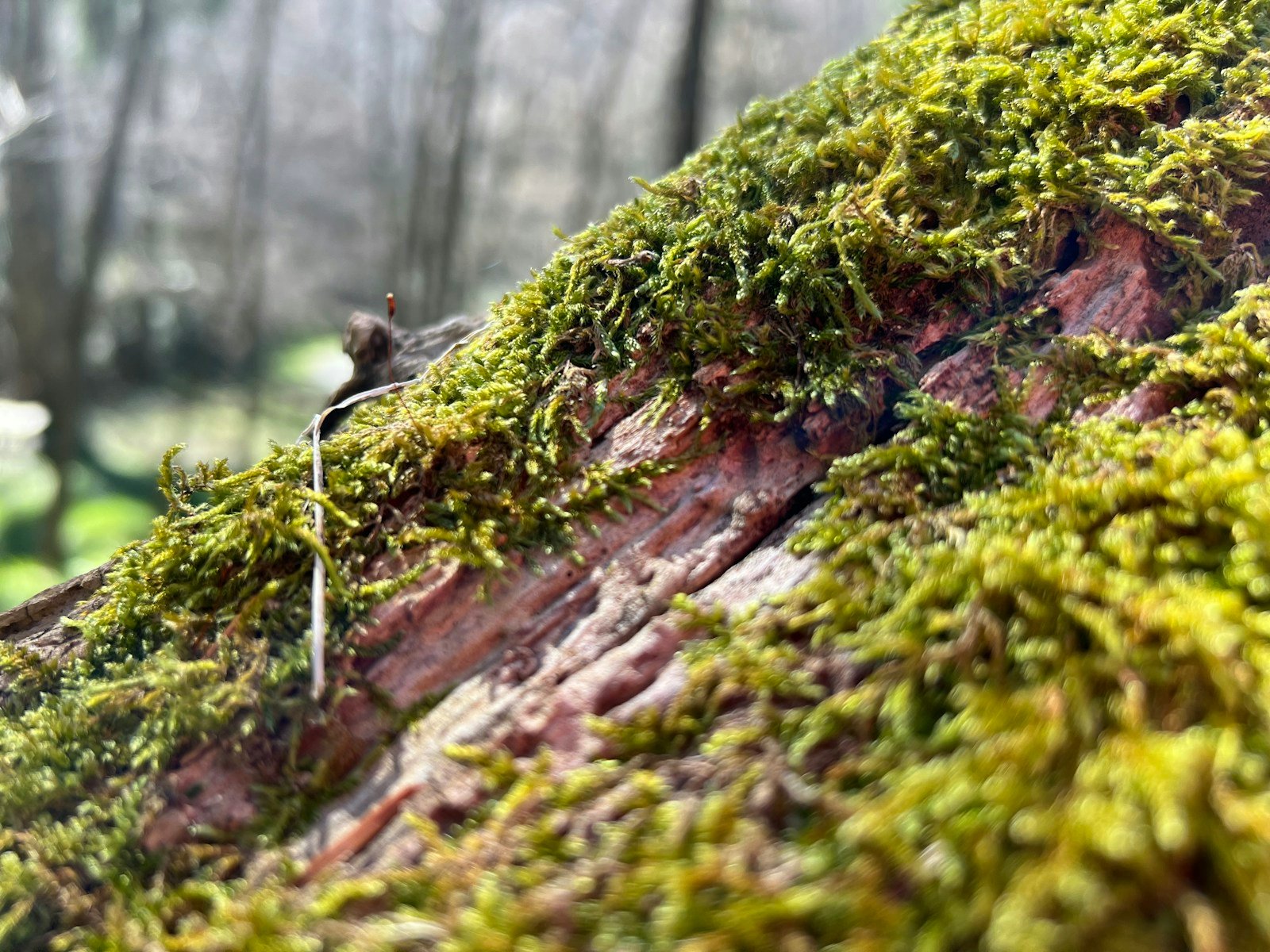 Brossage de l'écorce d'un arbre pour retirer mousses et lichens avant chaulage