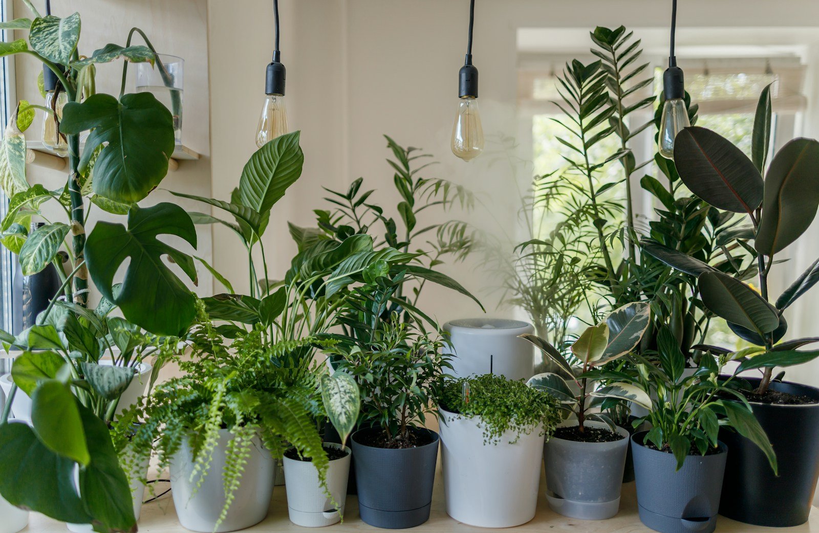 Brumisation du feuillage d'une plante tropicale d'intérieur