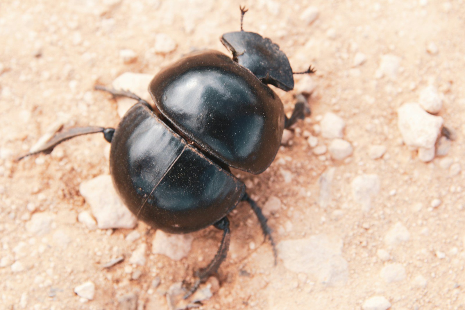 Carabe se déplaçant sur la terre humide du jardin