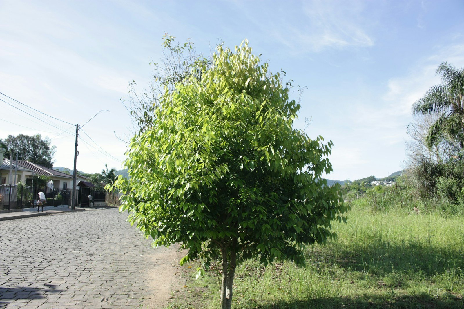 Catalpa boule « Nana » planté en alignement, silhouette ronde