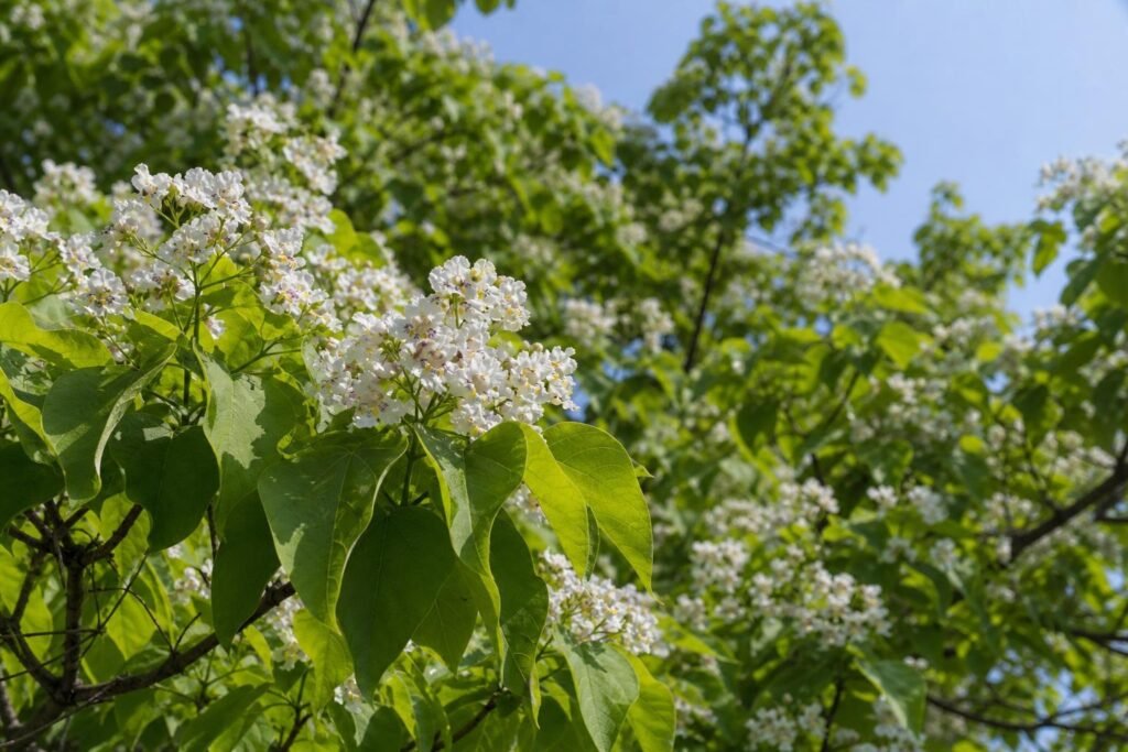 Catalpa en fleurs, grand arbre au feuillage en cœur