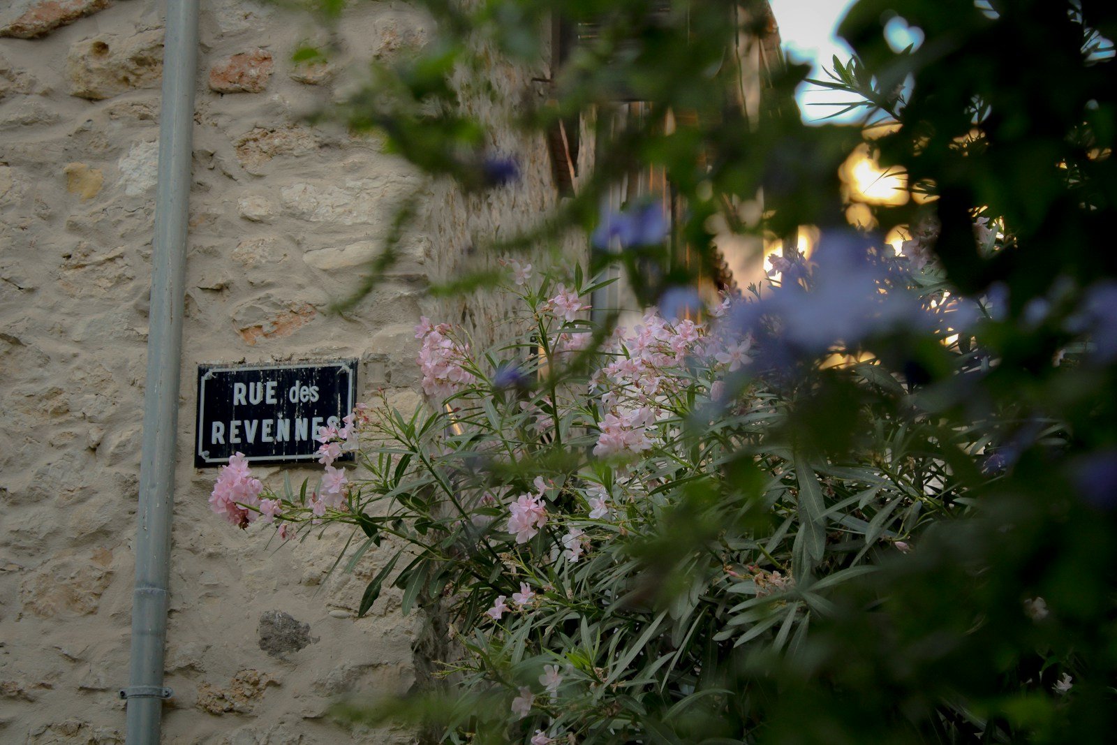 Champ d'œillets cultivés sur la Côte d'Azur