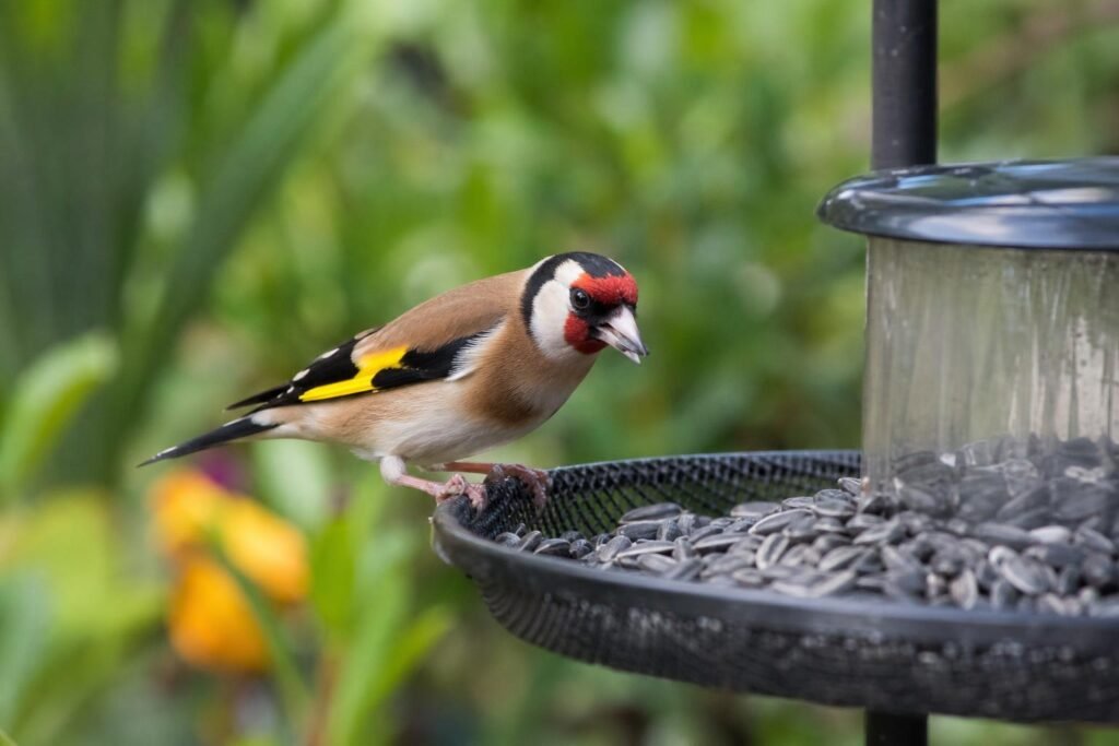Chardonneret élégant se nourrissant de graines de tournesol dans un jardin