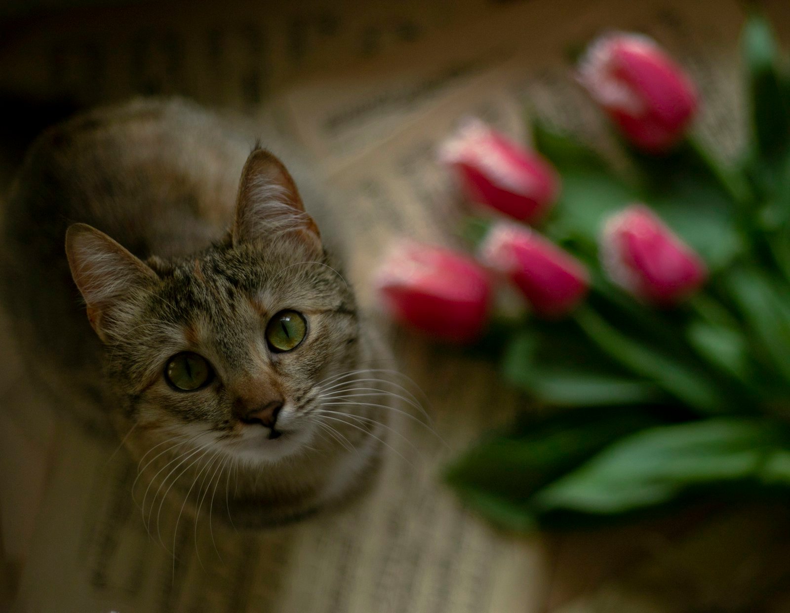 Chat curieux à proximité d'un bouquet de fleurs