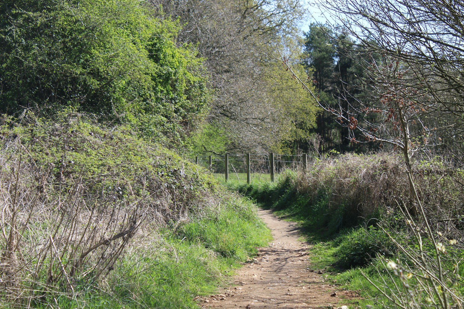 Chemin de campagne bordé d'arbres en fleurs, loin de la route