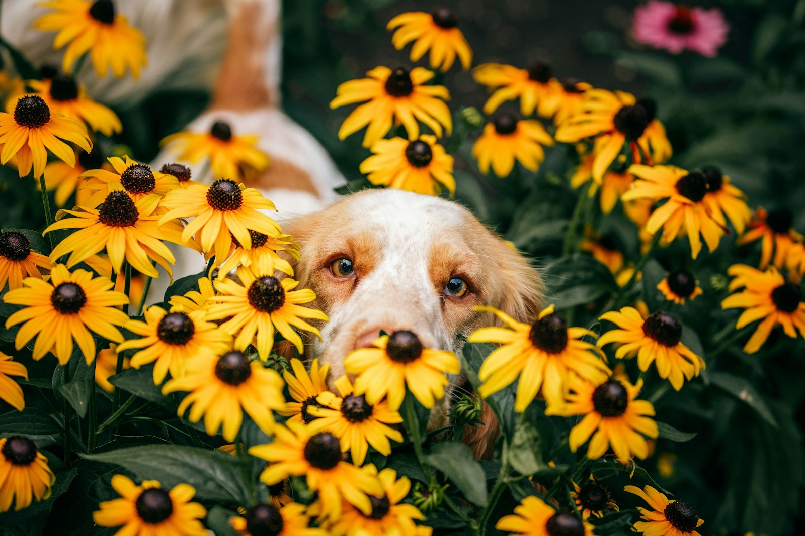 Chien reniflant des fleurs dans un jardin