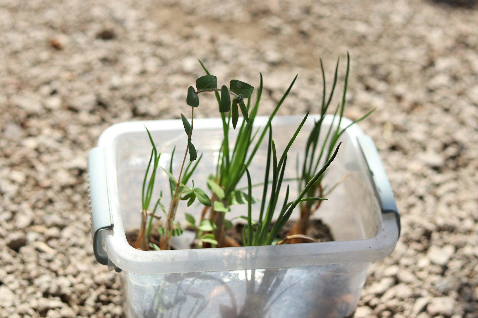 Cloche transparente posée sur une jeune pousse au jardin