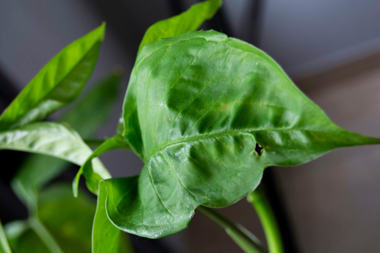 Cochenilles et pucerons sur le feuillage d'une plante d'intérieur