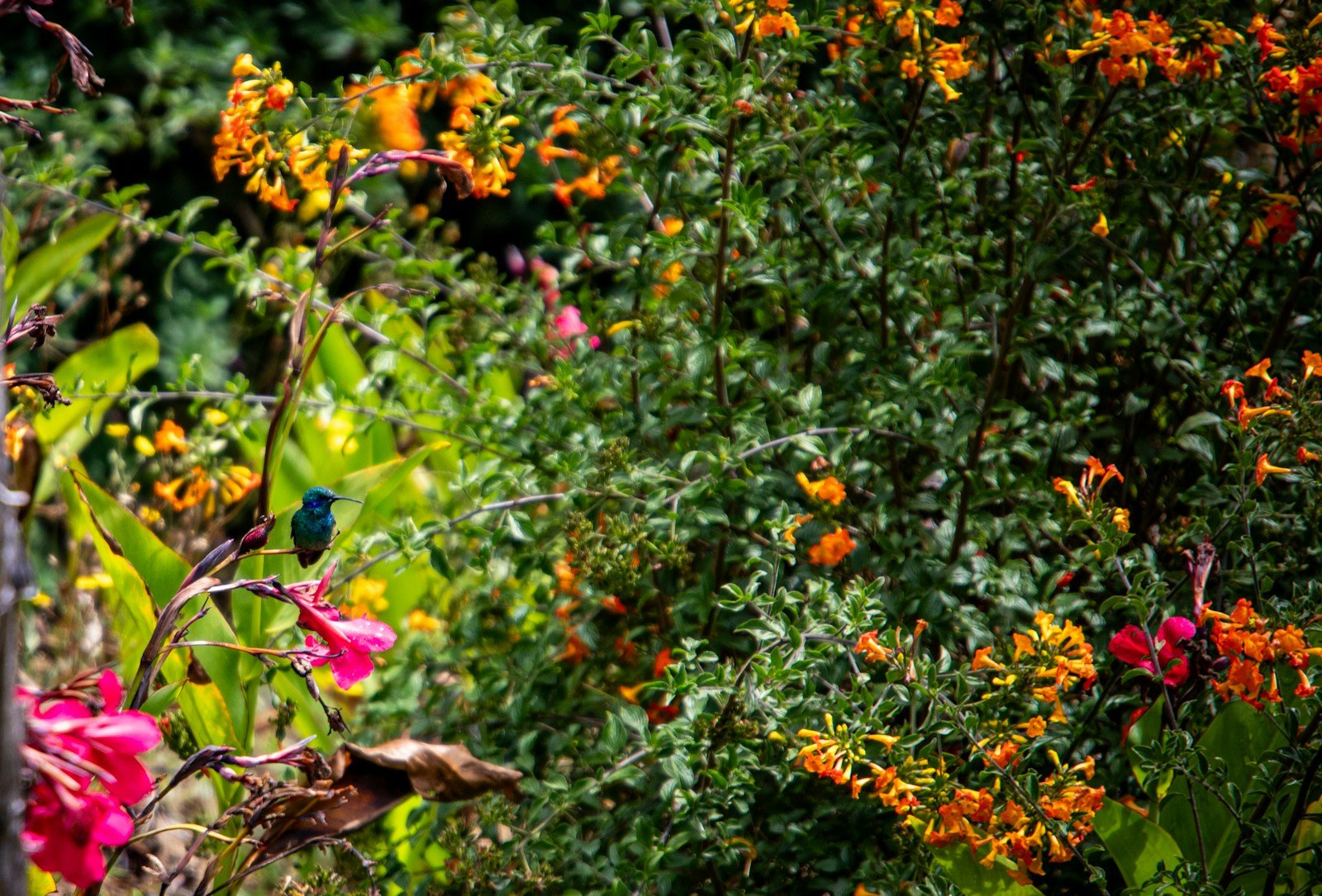 Coin de jardin laissé libre pour accueillir les oiseaux