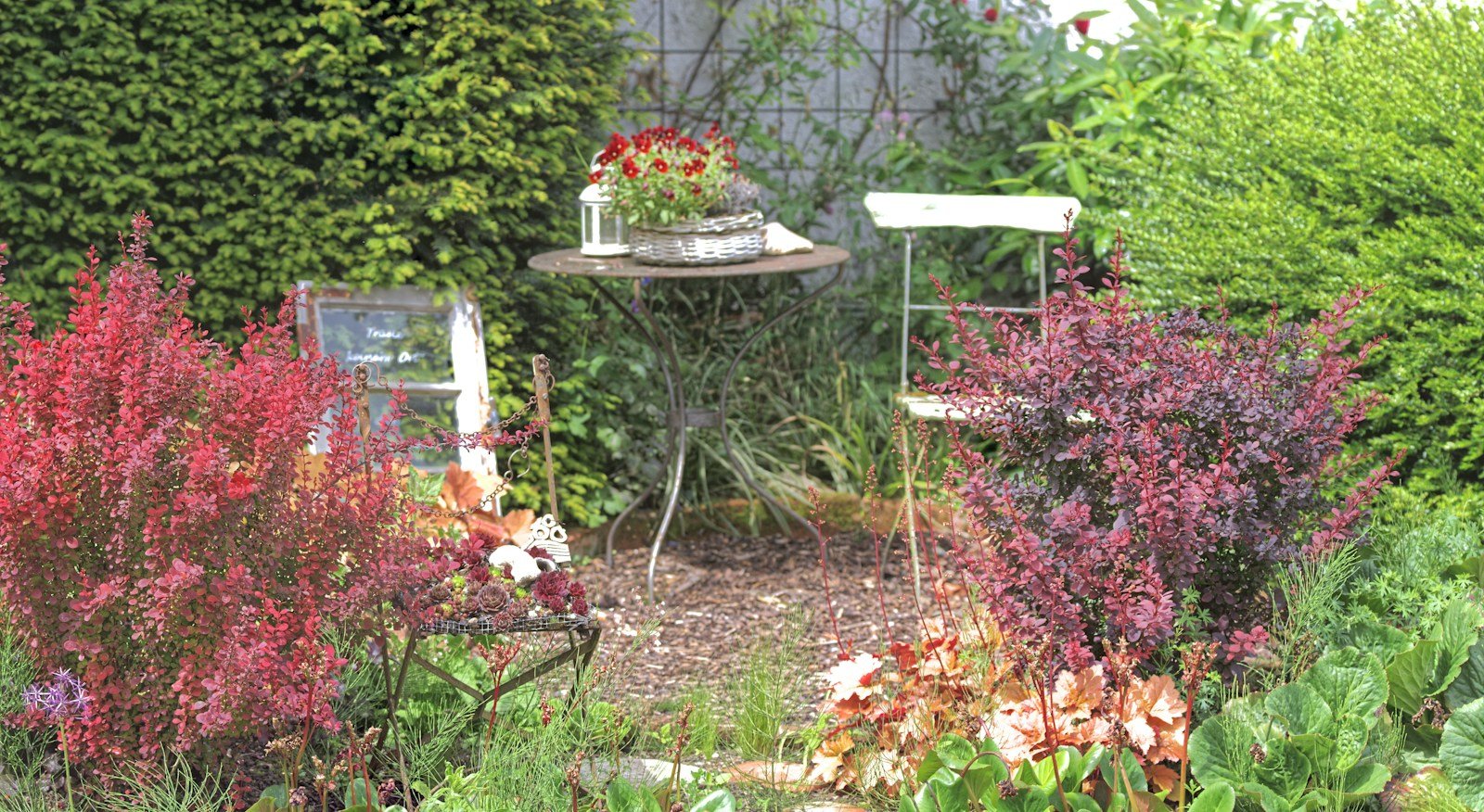 Coin de jardin ombragé sous un arbre, idéal pour les impatiens