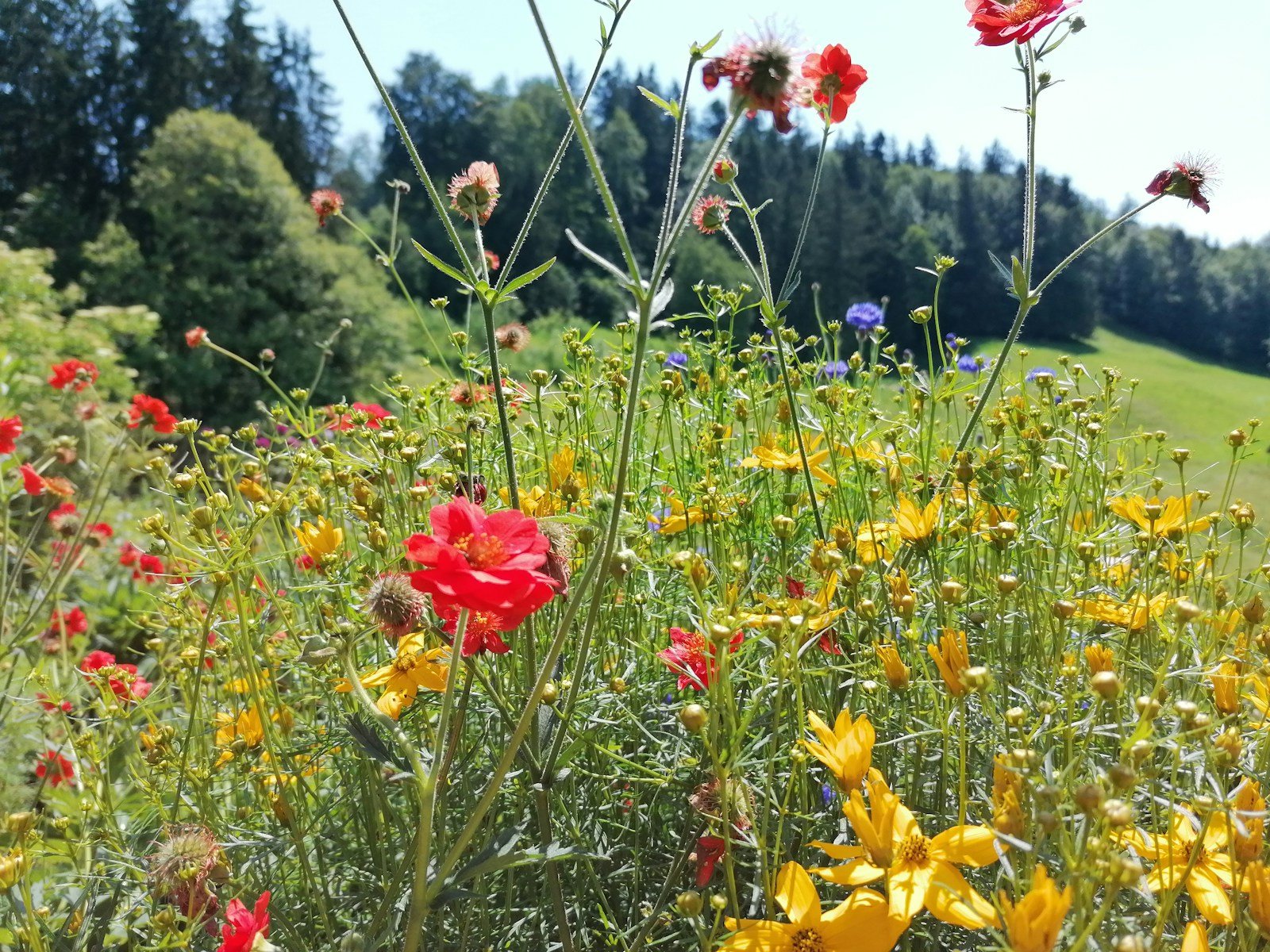 Coin sauvage du jardin avec bois mort et feuilles
